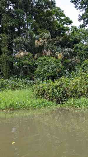 Raffia palms (Raphia)(Raphia)