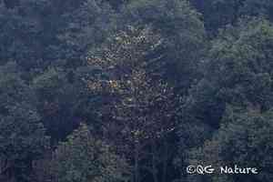 Chinese sassafras(Sassafras tzumu)