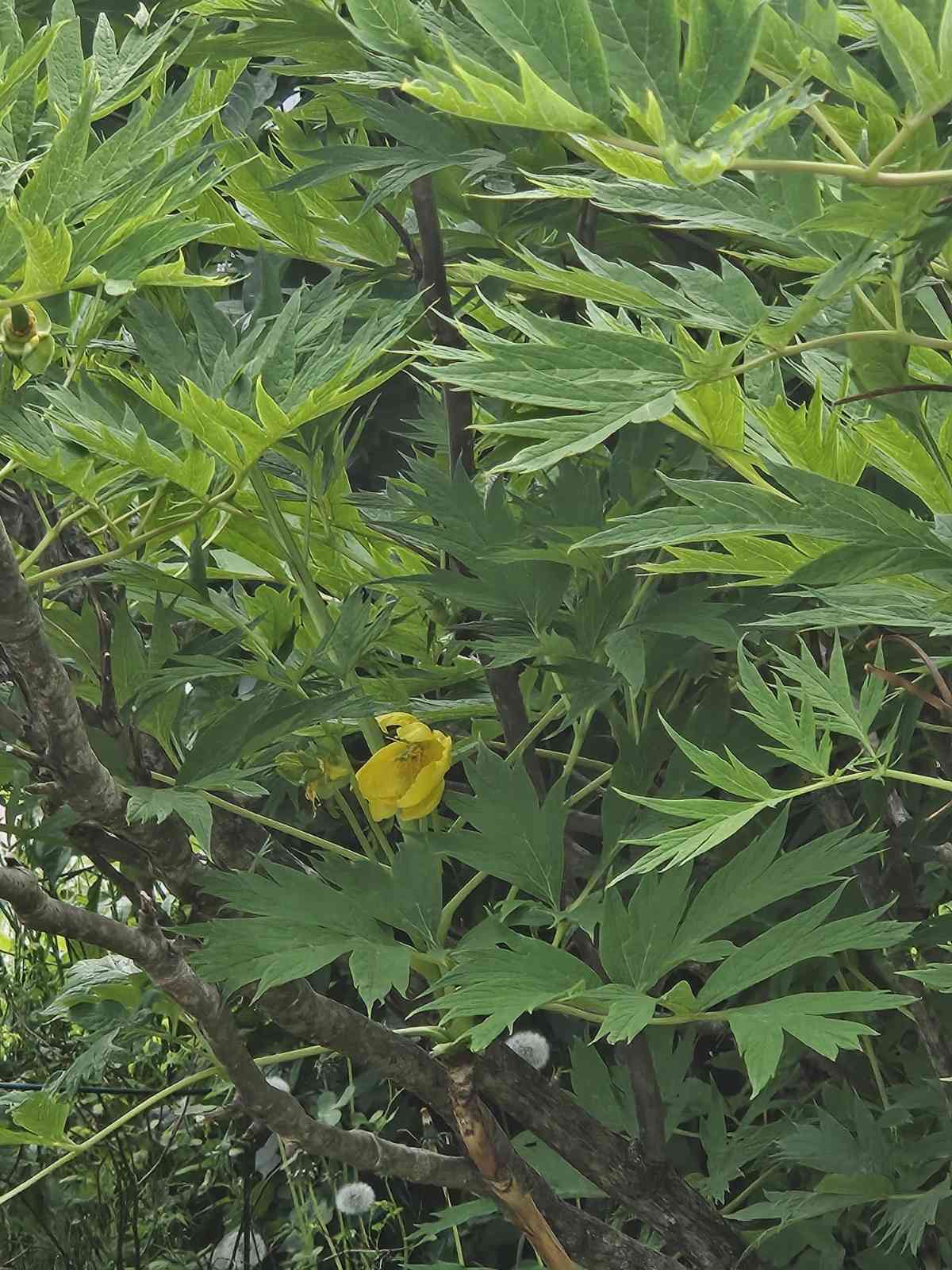 Tree peony