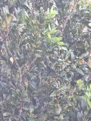 Boxes (Buxus)(Buxus)