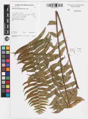 Kimberley queen fern(Nephrolepis obliterata)