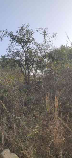 Cassias (Cassia)(Cassia)