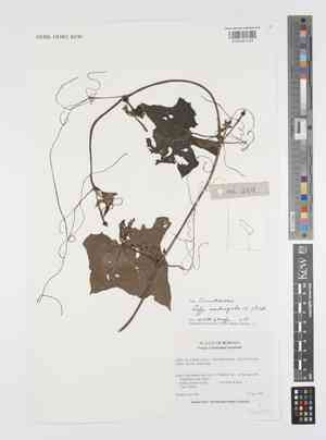 Chinese okra(Luffa acutangula)