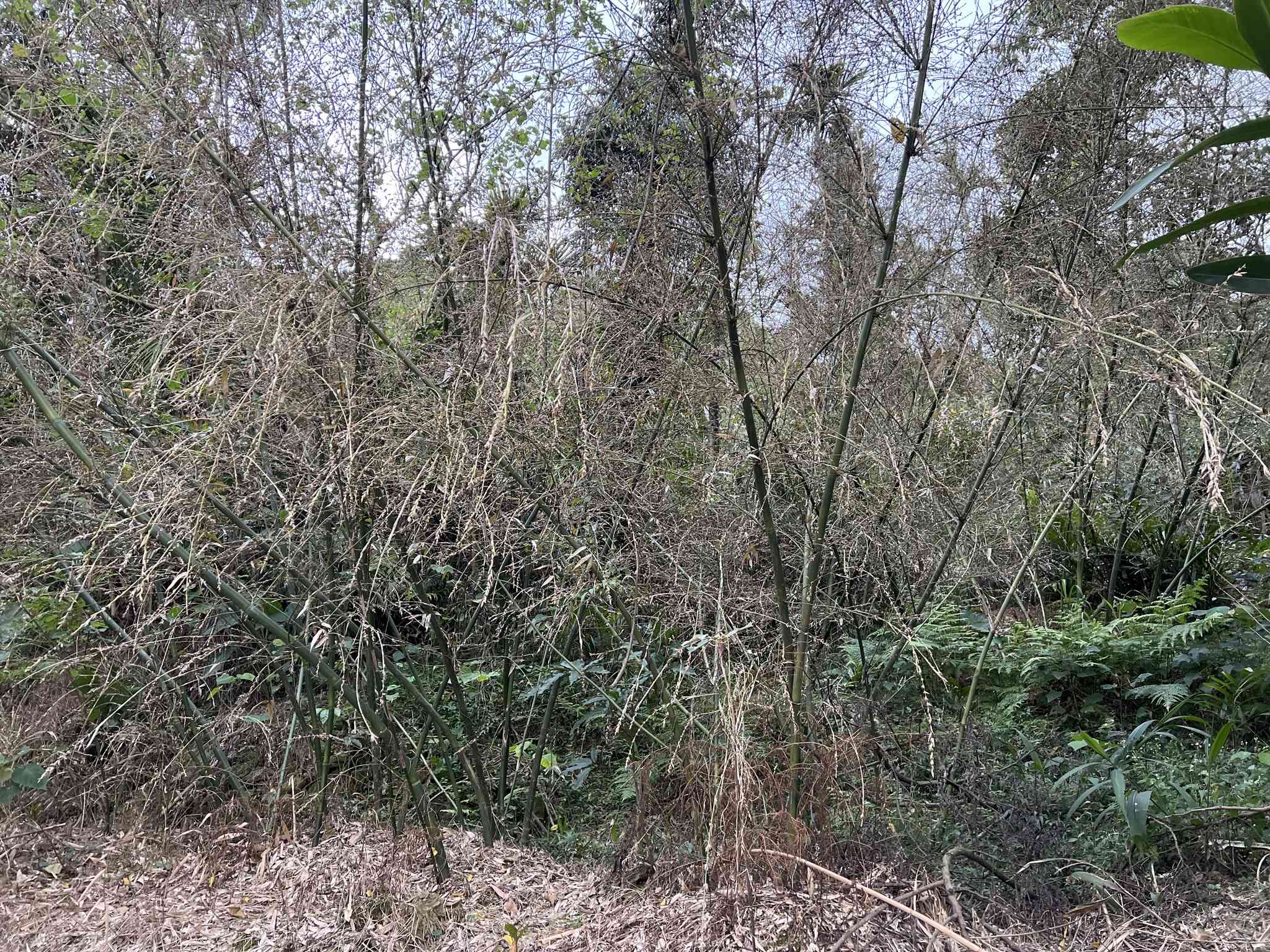 Giant timber bamboo(Bambusa oldhamii)