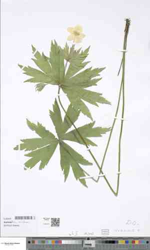 Canadian anemone(Anemonidium canadense)