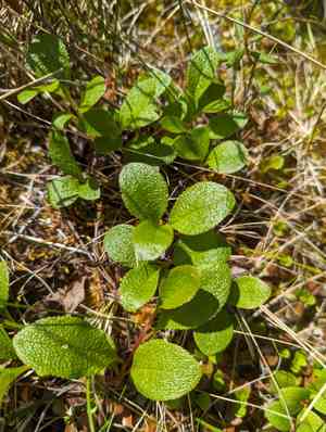 Red fruit bearberry(Arctostaphylos rubra)