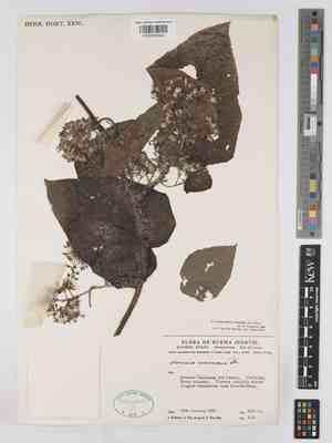 Cissampelopsis volubilis(Cissampelopsis volubilis)