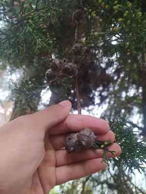 Mexican cypress(Cupressus lusitanica)