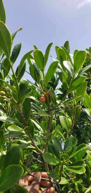 Wild cinnamon (Canella)(Canella)