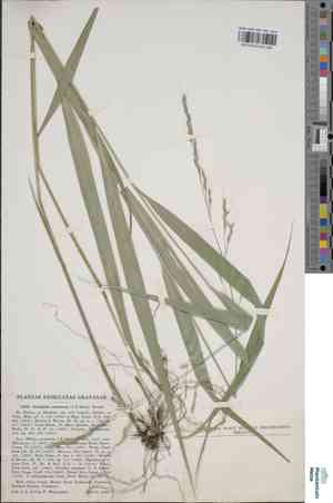 Blackseed ricegrass(Oryzopsis racemosa)
