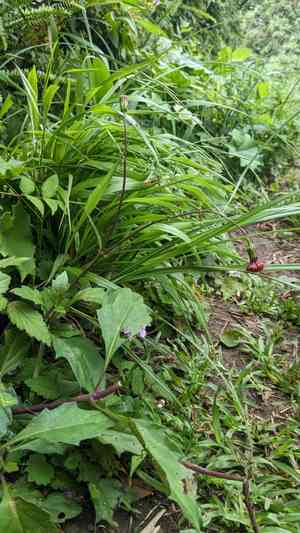 Okinawan spinach(Gynura bicolor)