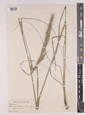 How to Transplant Stipa robusta: Complete Transplanting Guide ...