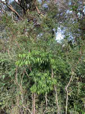 Salacia (Salacia)(Salacia)