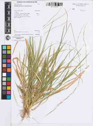 Blue lawngrass(Garnotia stricta)