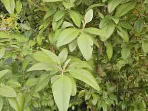 Cow itch tree (Lagunaria)(Lagunaria)