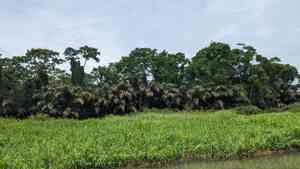 Raffia palms (Raphia)(Raphia)