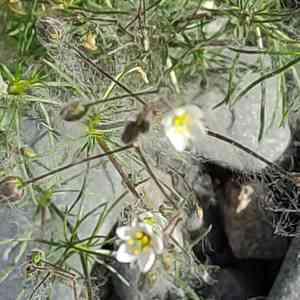 Spurrys (Spergula)(Spergula)