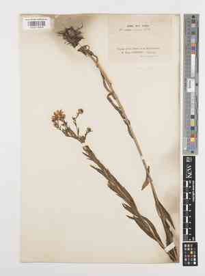 Aster mongolicus(Aster mongolicus)