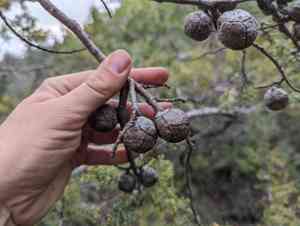 Sargent's cypress(Cupressus sargentii)