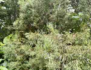 Dacrycarpus (Dacrycarpus)(Dacrycarpus)