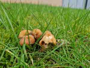 Pholiota nameko(Pholiota nameko)