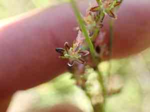 Saltmeadow rush(Juncus gerardii)