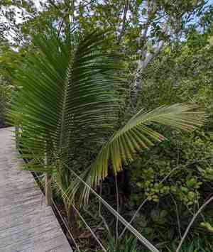 Coconut palm (Cocos)(Cocos)