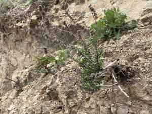 Hyssop (Hyssopus)(Hyssopus)