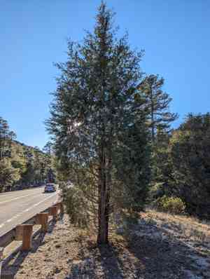 Arizona cypress(Cupressus arizonica)