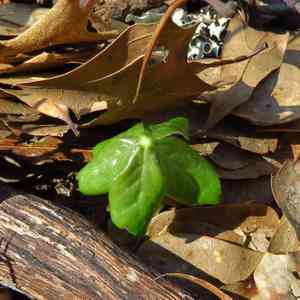 Mayapple (Podophyllum)(Podophyllum)