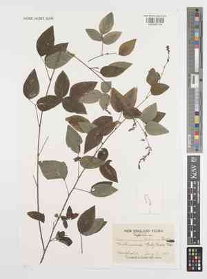 Desmodium dillenii(Desmodium dillenii)