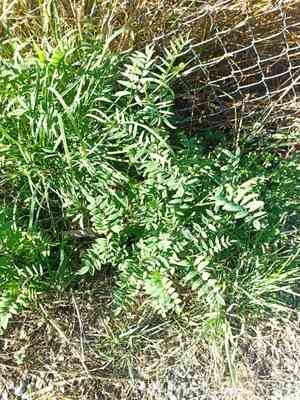 Goat's rues (Galega)(Galega)
