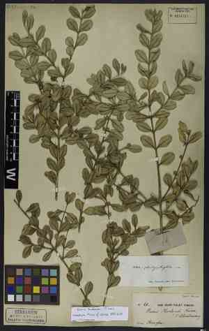 Bodinier's boxwood(Buxus bodinieri)