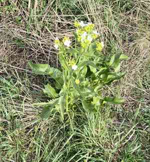 Horseradishes (Armoracia)(Armoracia)