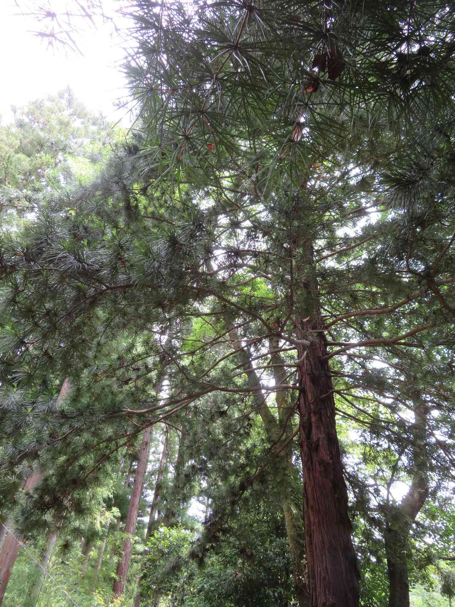 Japanese umbrella pine(Sciadopitys verticillata)