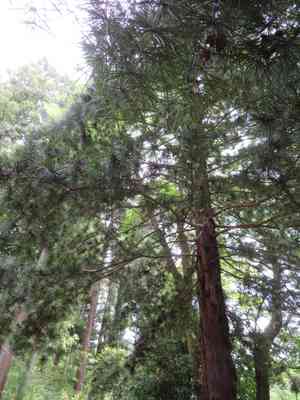 Japanese umbrella pine(Sciadopitys verticillata)