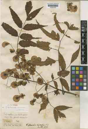 Dipteronia dyeriana(Dipteronia dyeriana)