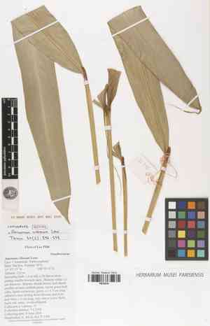 Tavoy cardamom(Amomum villosum)