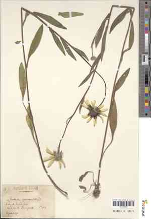 Showy Black-eyed Susan(Rudbeckia speciosa)