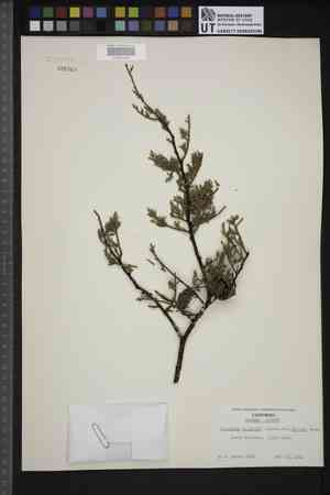 Sargent's cypress(Cupressus sargentii)
