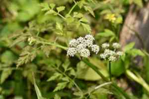 Water dropworts (Oenanthe)(Oenanthe)
