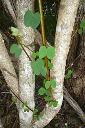 Pegunny(Bauhinia binata)