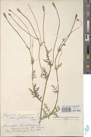 Long pricklyhead poppy(Papaver argemone)