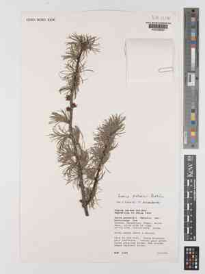 Chinese larch(Larix potaninii)