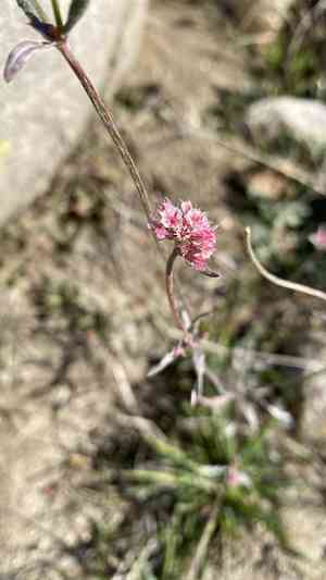 Spineflowers (Chorizanthe)(Chorizanthe)