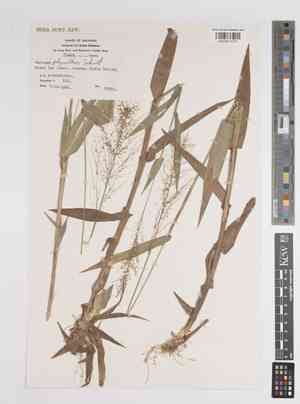 Roundseed panicgrass(Panicum polyanthes)