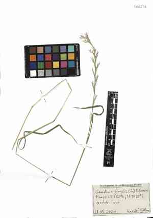 Fragile oats (Gaudinia)(Gaudinia)