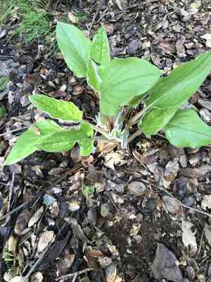 Great Hound's Tongue(Adelinia grande)