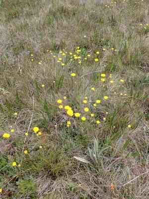 Scaly-buttons(Leptorhynchos squamatus)