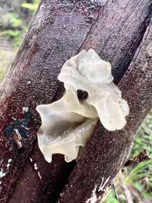 Snow fungus(Tremella fuciformis)